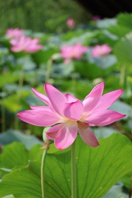 为什么通过小米社区申请 还没有收到澎湃OS 4 Beta版推送？