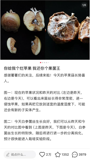 跆拳道的f等级