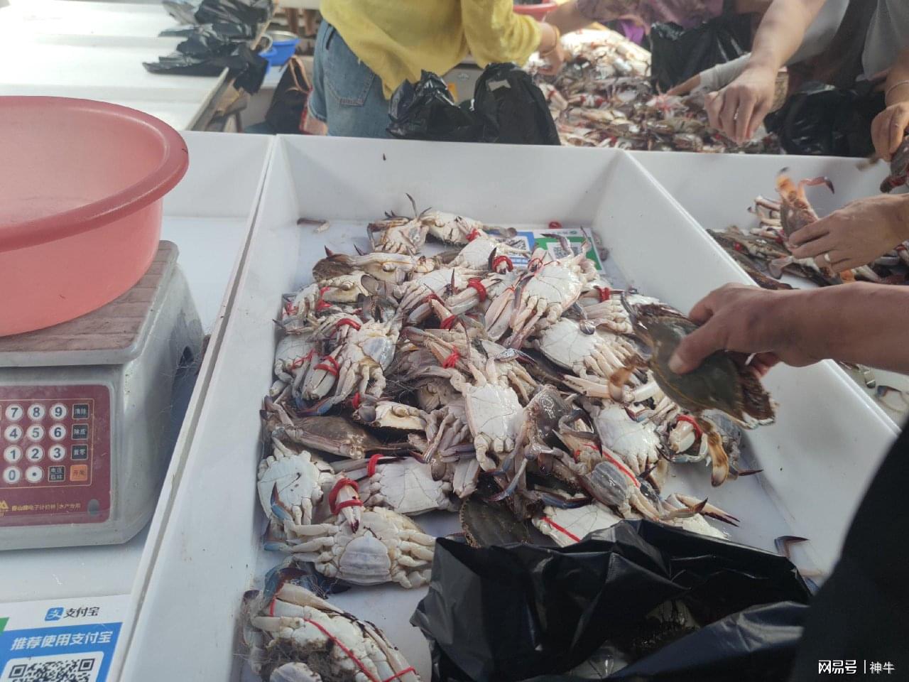 我大连人,吃过山东和浙江的梭子蟹后,不吹不黑,说几句真实感受